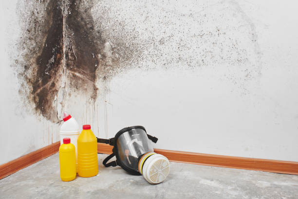 Best Residential Mold Removal  in North Pekin, IL