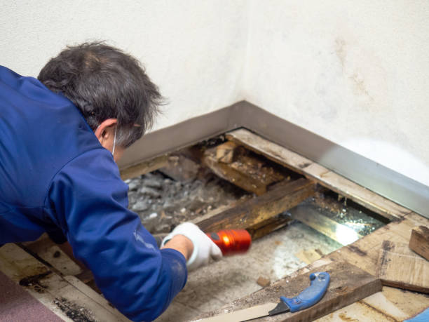 Best Local Mold Removal Service  in North Pekin, IL
