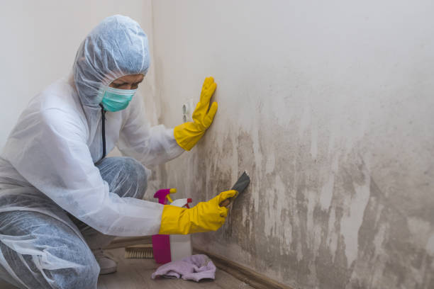 Attic Mold Removal in North Pekin, IL