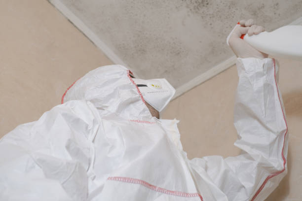 Best Mold Damage Repair  in North Pekin, IL