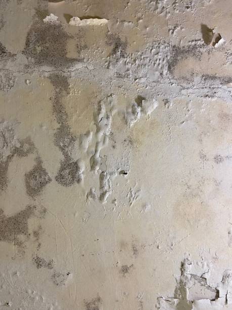 Best Mold Remediation  in North Pekin, IL
