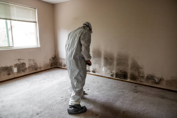 Best Crawl Space Mold Removal  in North Pekin, IL