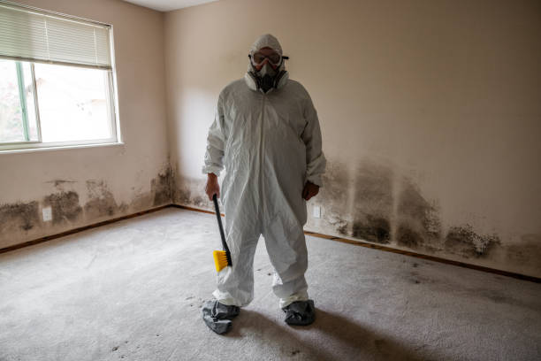 Certified Mold Removal in North Pekin, IL