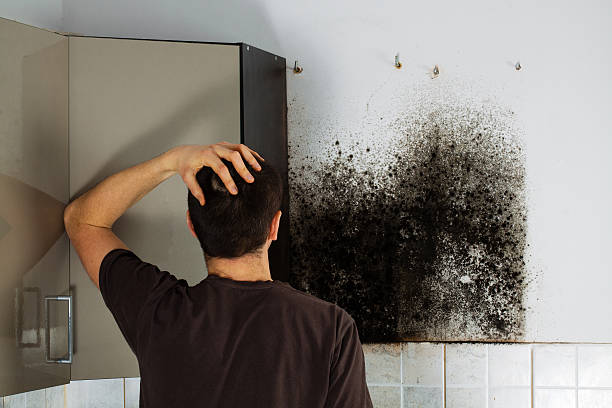 Best Mold Removal Specialists  in North Pekin, IL