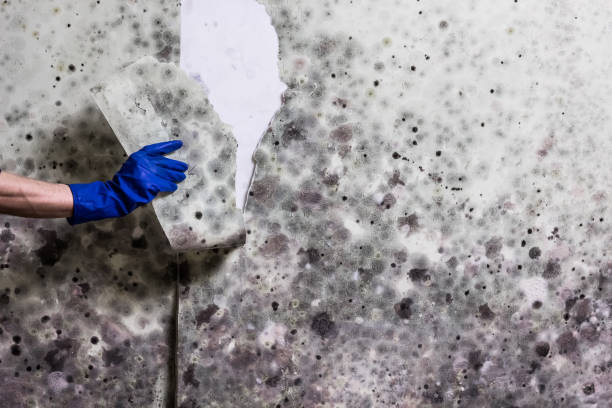 Best Mold Removal Company Near Me  in North Pekin, IL