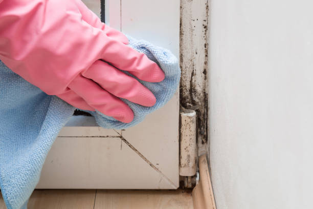 Best Fast Mold Removal  in North Pekin, IL