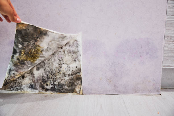 Best Mold Removal Company Near Me  in North Pekin, IL